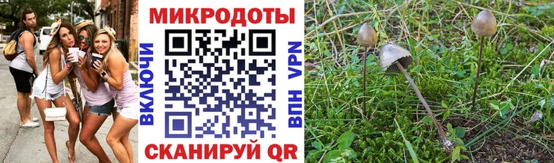 Купить  Кимовск  Галлюциногенные грибы Psilocybe 